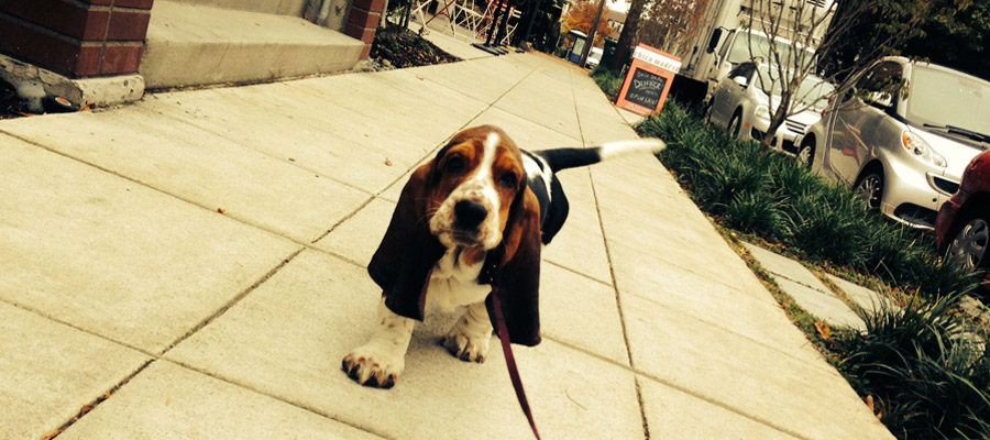 Dog Walking In Capitol Hill