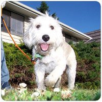 Bellevue-Seattle Dog Walking Rates