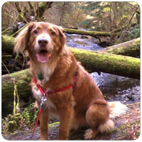 Bellevue-Seattle Rates For Park Hikes With Dogs