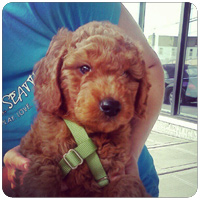 Rates For Puppy Out Relief In SEattle And Bellevue