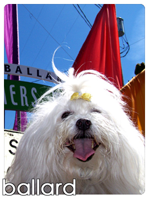 Dog Walking Ballard, Pet Sitters Ballard, Sniff Seattle Dog Walkers