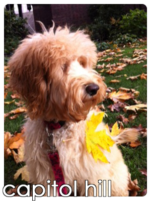 Dog Walkers Capitol Hill, Pet Sitters Capitol Hill, Sniff Seattle Dog Walkers, Labradoodle