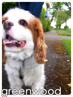Dog Walkers Greenwood, Pet Sitters Greenwood, Sniff Seattle Dog Walkers