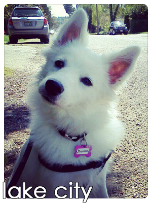 Dog Walkers Lake City, Pet Sitters Lake City, Eskimoes (Dogs)