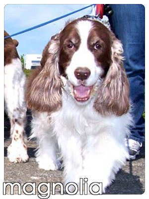 Dog Walkers Magnolia, Pet Sitters Magnolia, Sniff Seattle Dog Walkers, Springer Spaniel