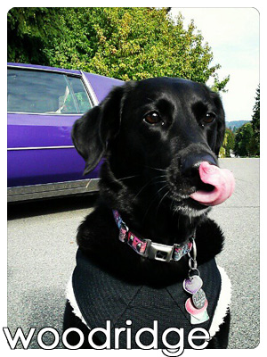 Dog Walkers Woodridge Bellevue, Pet Sitters Woodridge, Labradors