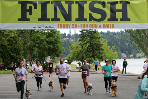 Furry 5K Seattle Photos, SNIFF Seattle Dog Walkers