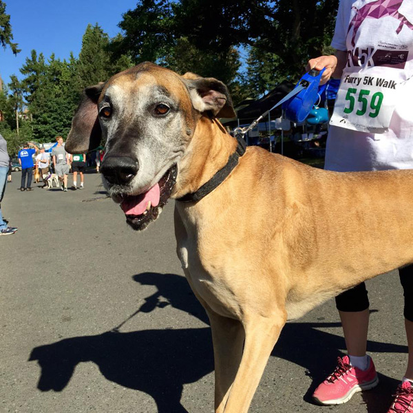 Furry 5K Seattle Photos, SNIFF Seattle Dog Walkers