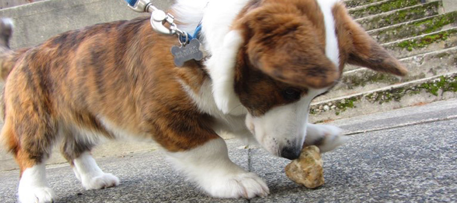 Dog Walking In Magnolia