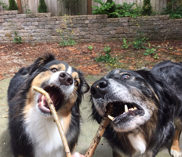 Bourbon And Spy, Seattle Dogs