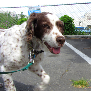 98116 Dogwalking, Spaniels, Sniff Seattle Dog Walkers