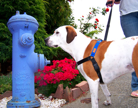 Pet Sitting Seattle, Sniff Seattle Dog Walkers, Bailey, Queen Anne (98119)