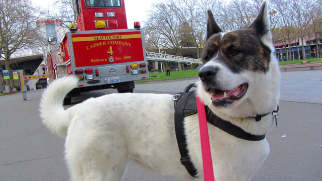 Dog Walking Belltown, Seattle Fire Department, Akitas