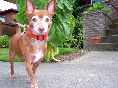 Sniff Seattle Dog Walkers, Pet Sitting 98107, Bob The Chihuahua