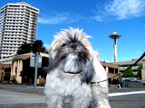 Dog Walking 98121, Sniff Seattle Dog Walkers, Space Needle