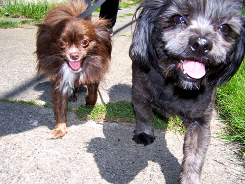 Dog Walking In Fremont, Sniff Seattle Dog Walkers, Butch & JJ, Shiranians