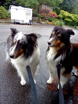 Dog Walking 98177, Sniff Seattle Dog Walkers, Shelties
