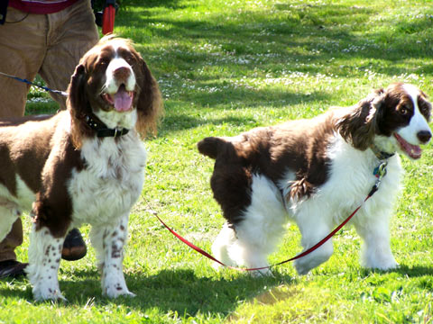 Dog Walking In Magnolia, Sniff Seattle Dog Walkers, Casey & Buster, Springer Spaniels