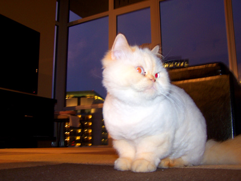 Himalayan, Downtown Seattle, Cat Sitting 98101, Sniff Seattle Dog Walkers