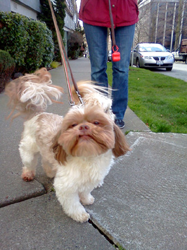 Queen Anne Dog Walkers, Shih Tzu, Sniff Seattle Dog Walkers