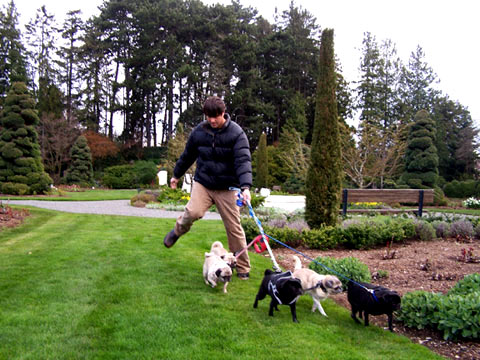 Sniff Seattle Dog Walkers, Greg Valentine, Woodland Park Rose Garden