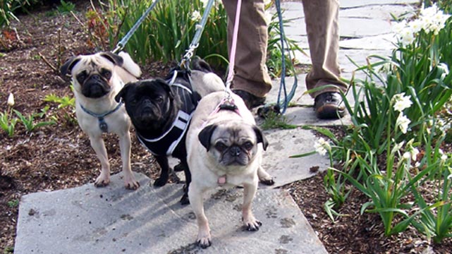 Sniff Seattle Dog Walkers, The Three Pugmigos, Woodland Park Rose Garden