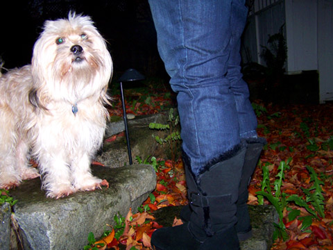 Lhasa Apso, Roosevelt Dog Walkers, Pet Sitting, Sniff Seattle Dog Walkers