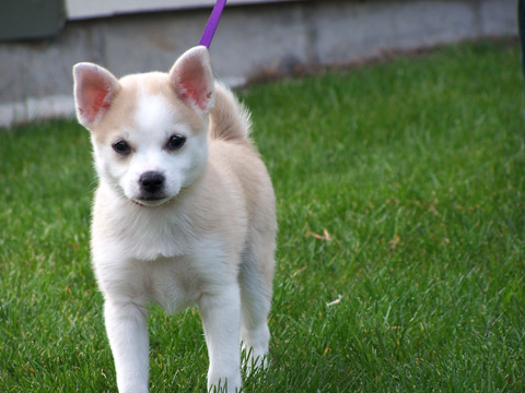 Pet Sitting In Seattle, Sniff Seattle Dog Walkers, Pet Sitters In Seattle