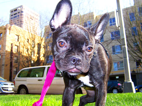 Dog Walkers First Hill, Puppy Out Relief, French Bulldog