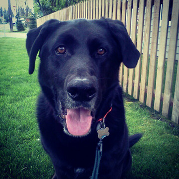 Dog Walkers Greenwood Seattle, Black Labradors, Sniff Seattle