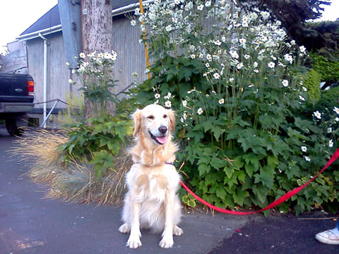 Pet Sitting 98109, Sniff Seattle Dog Walkers, Golden Retriever