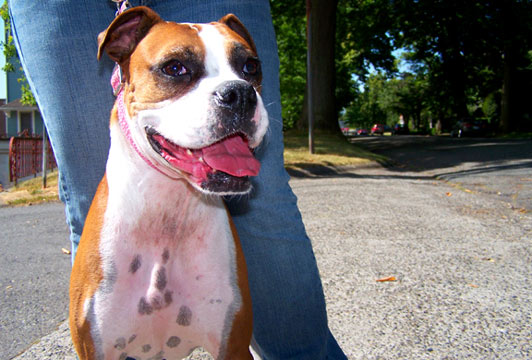 Sniff Seattle Dog Walkers, Dog Walking 98109, Boxer (Dog)