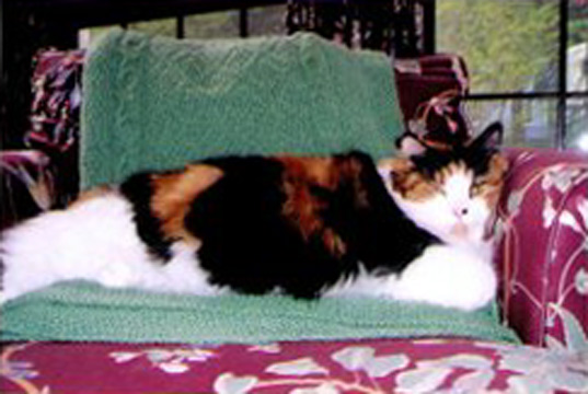 Sniff Seattle Dog Walkers, Katie, Cat, Tabby, Blue Ridge
