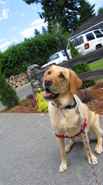 Kirkland Dog Walker, Labradors, Sniff Seattle
