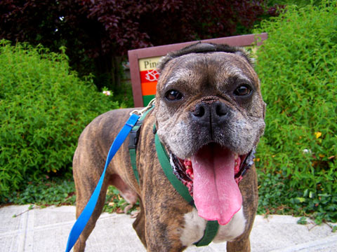 Pinehurst Seattle Pet Sitters, Sniff Seattle Dog Walkers, Luke The Boxer