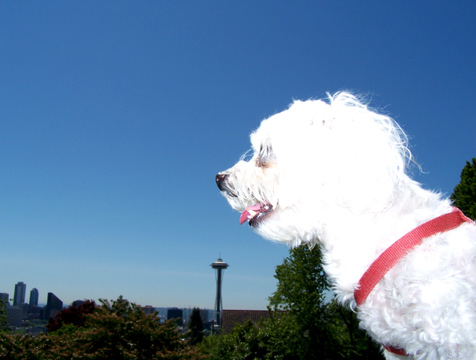 Dogs In Seattle, Sniff Seattle Dog Walkers, Space Needle, Mighty Max