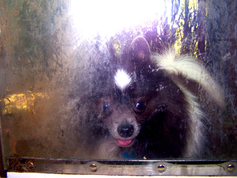 Sniff Seattle Dog Walkers, Pet Sitting 98115, Pomeranian