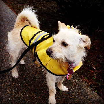 Dixie Doodle And The Yellow Raincoat