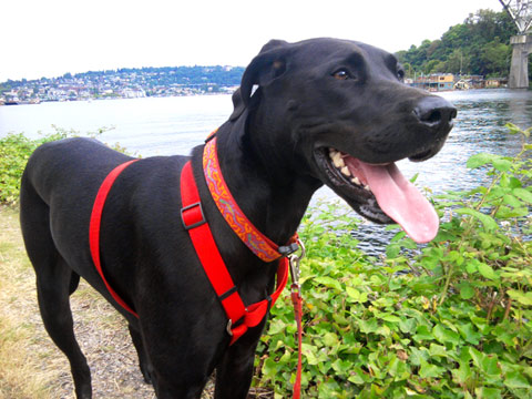 Northlake Pet Care, Great Danes, Sniff Seattle Dog Walkers