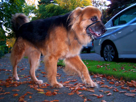 Pet Sitting, 98109, 98119, Sniff Seattle Dog Walkers