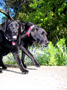 Dog Walking In Windermere, Sniff Seattle Dog Walkers, Rudy & Jose, Black Labs