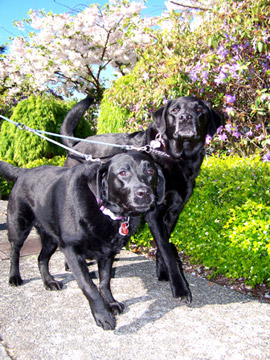Dog Walking In Windermere, Sniff Seattle Dog Walkers, Black Labs