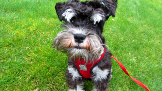 Shoreline Dog Walkers, Miniature Schnauzer Puppy, Sniff Seattle Dog Walkers