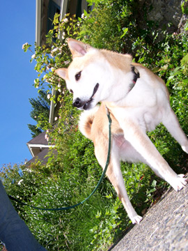 Pet Sitting In Ballard, Sniff Seattle Dog Walkers, Suki The Shiba Inu