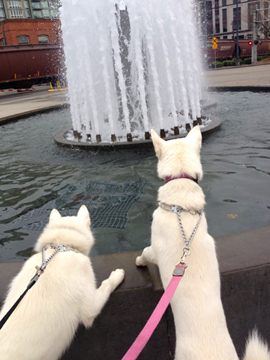 Huskies, Father and Son Fountain, Sniff Seattle Dog Walkers