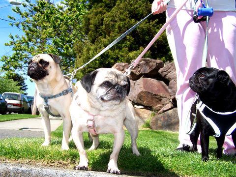 Dogs In Queen Anne, Sniff Seattle Dog Walkers, The Three Pugmigos