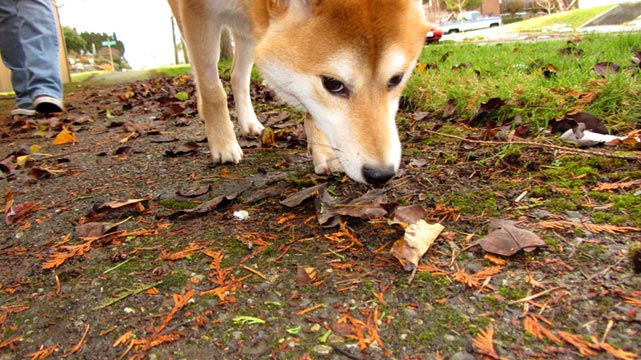 Dog Walking Ballard, Sniff Seattle Dog Walkers, Shiba Inu