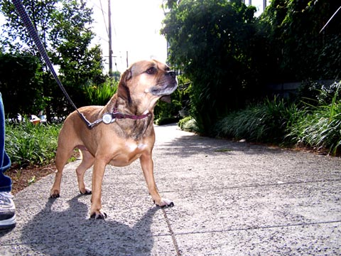 Pet Sitting In Queen Amnne, 98119, Sniff Seattle Dog Walkers, Lulu, Puggle
