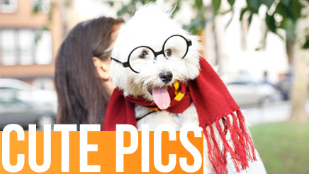 Dog Photos, Dog Pics