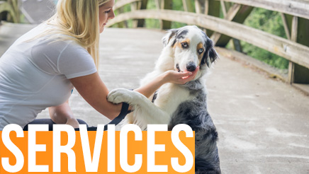 Seattle Bellevue Dog Walking